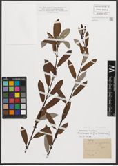 Foto von Salix triandra L.